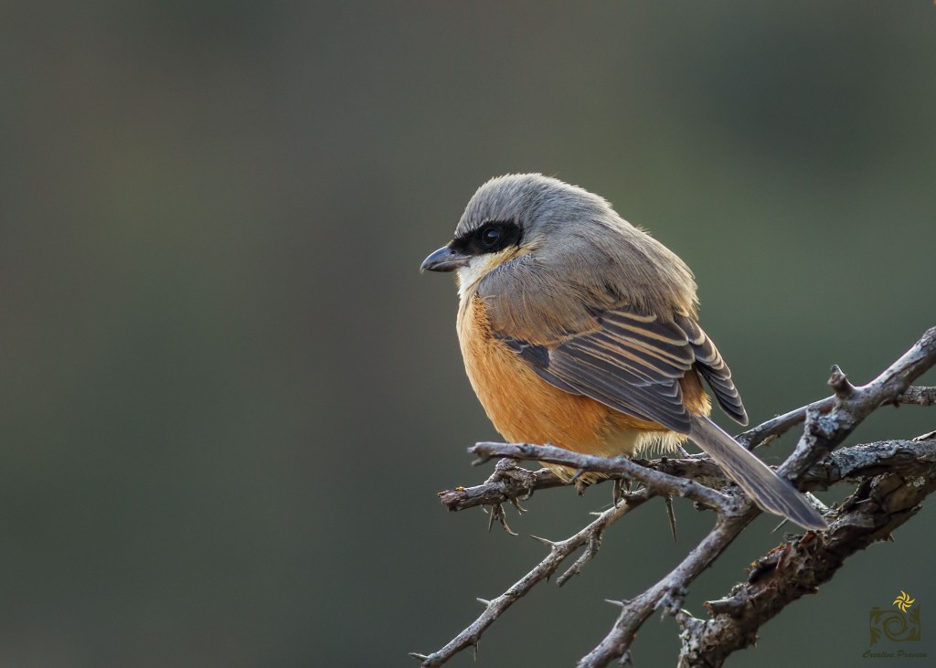 A Grey-Backed Shrike, Himalayan Birds of Chopta, Deoriya, Makkumath