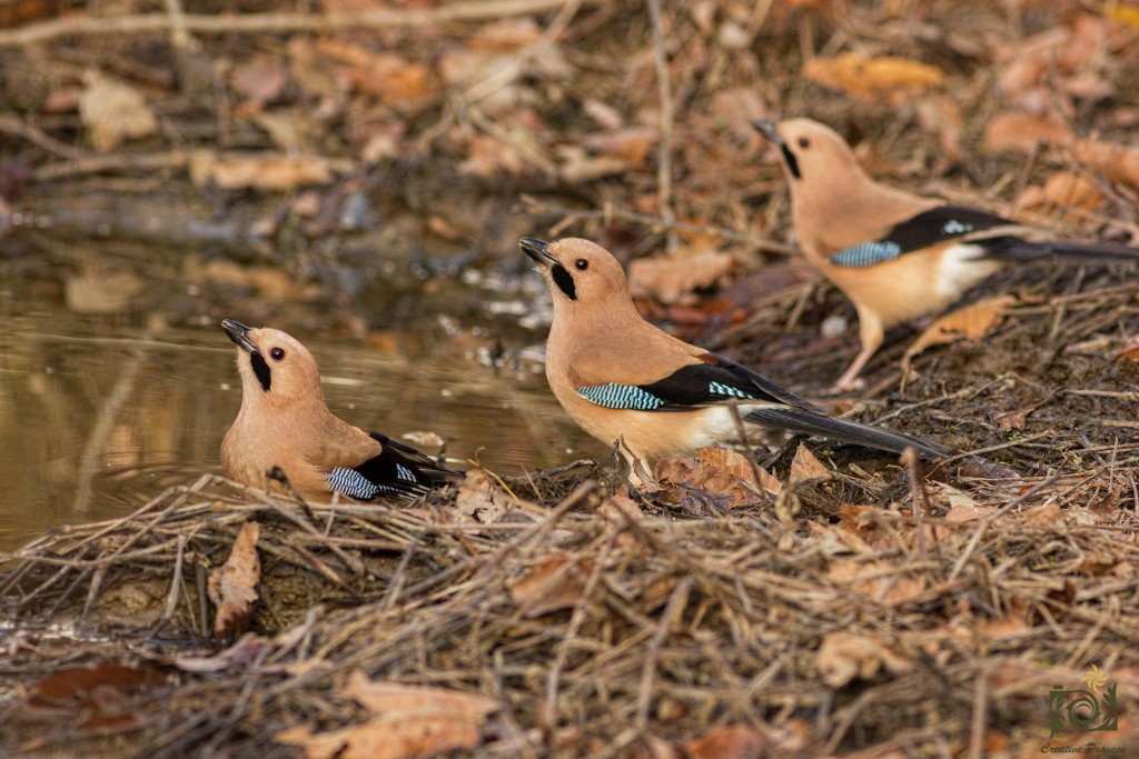 Himalayan Birds of Chopta, Deoriya, Makkumath