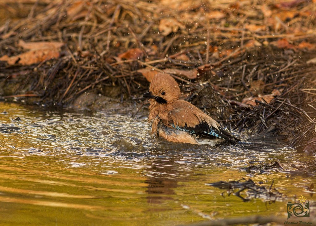 Himalayan Birds of Chopta, Deoriya, Makkumath