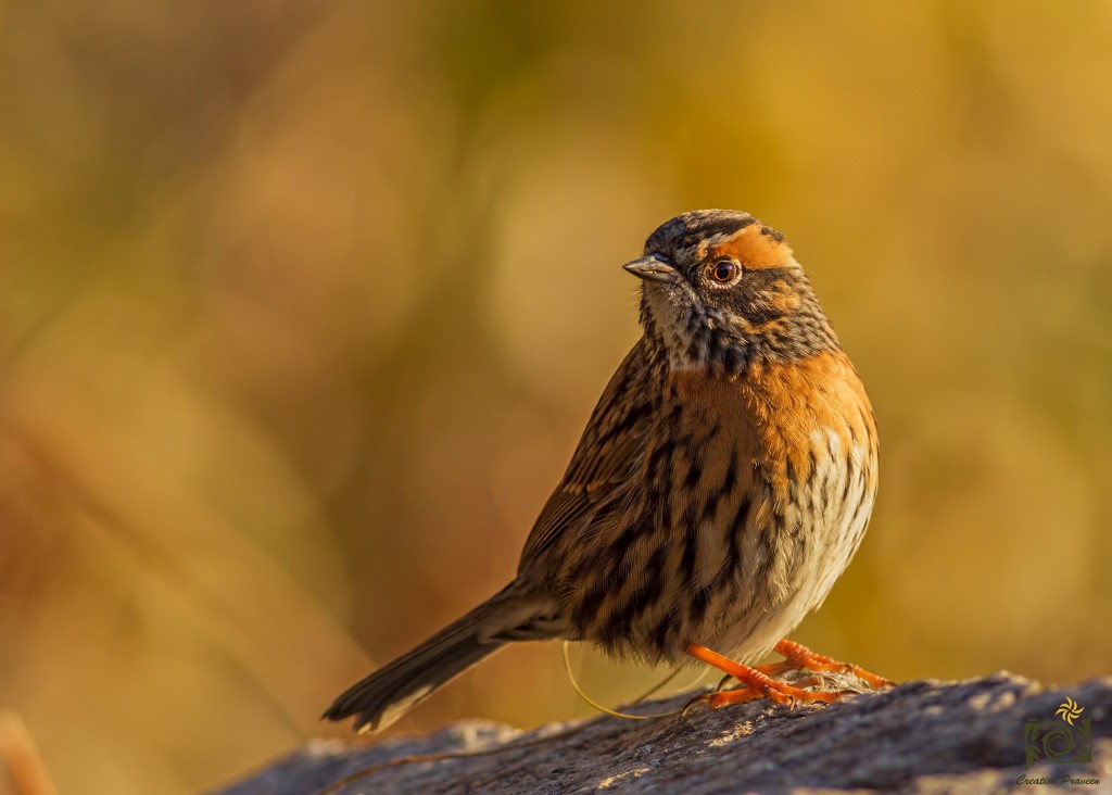 Rufous breasted accentor first morning light, Himalayan Birds of Chopta, Deoriya, Makkumath