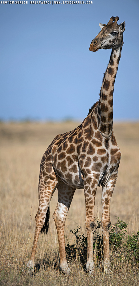 African Diaries - OnePlusOne by Suresh Basavaraju,Nikon D4, Nikon 600mm f/4 E FL, ISO 160, 1/2500 @ f/4, -1/3 EV Exposure Compensation. Masai Giraffe, Maasai Mara, Kenya