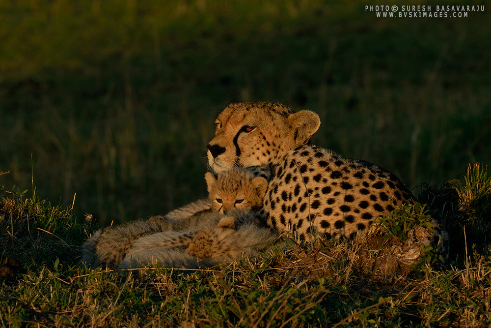 African Diaries - OnePlusOne by Suresh Basavaraju,Nikon D4, Nikon 500mm f/4 VR, ISO 400, 1/250 @ f/16, -2/3 EV Exposure Compensation. Cheetah(Acinonyx jubatus), Maasai Mara, Kenya.