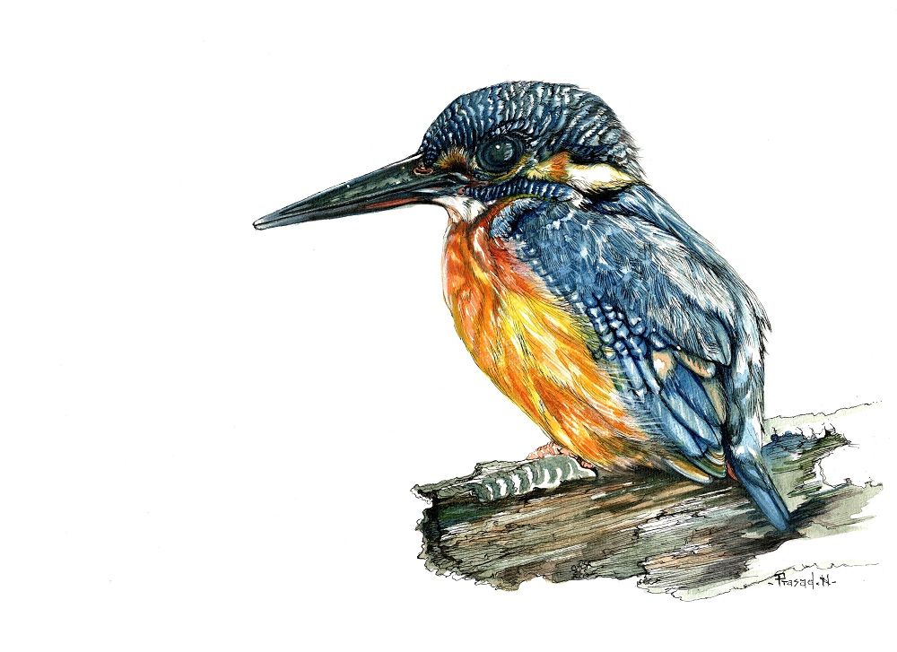 Common KingFisher or small blue KingFisher, King of good times Bangalore, Wildart talk with Prasad Natarajan - Wildlife Artist, Birds of Bangalore - Week 21