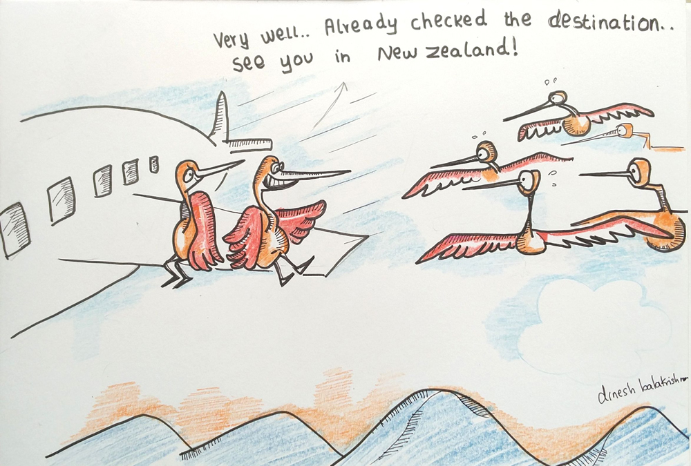 Birds Winter Migration, Bar tailed godwits non-stop flight of 11000 kms, Wilderhood Recitals Chapter Laughing Dove, Wildlife Cartoons by Dinesh Balakrishnan