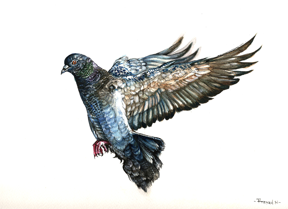 Rock Dove, Urban Rocker, Wildart talk with Prasad Natarajan - Wildlife Artist, Birds of Bangalore - Week 24