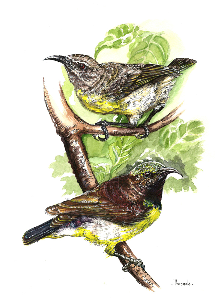 Purple Rumped Sunbird, Honey Collector, Wildart talk with Prasad Natarajan - Wildlife Artist, Birds of Bangalore - Week 25