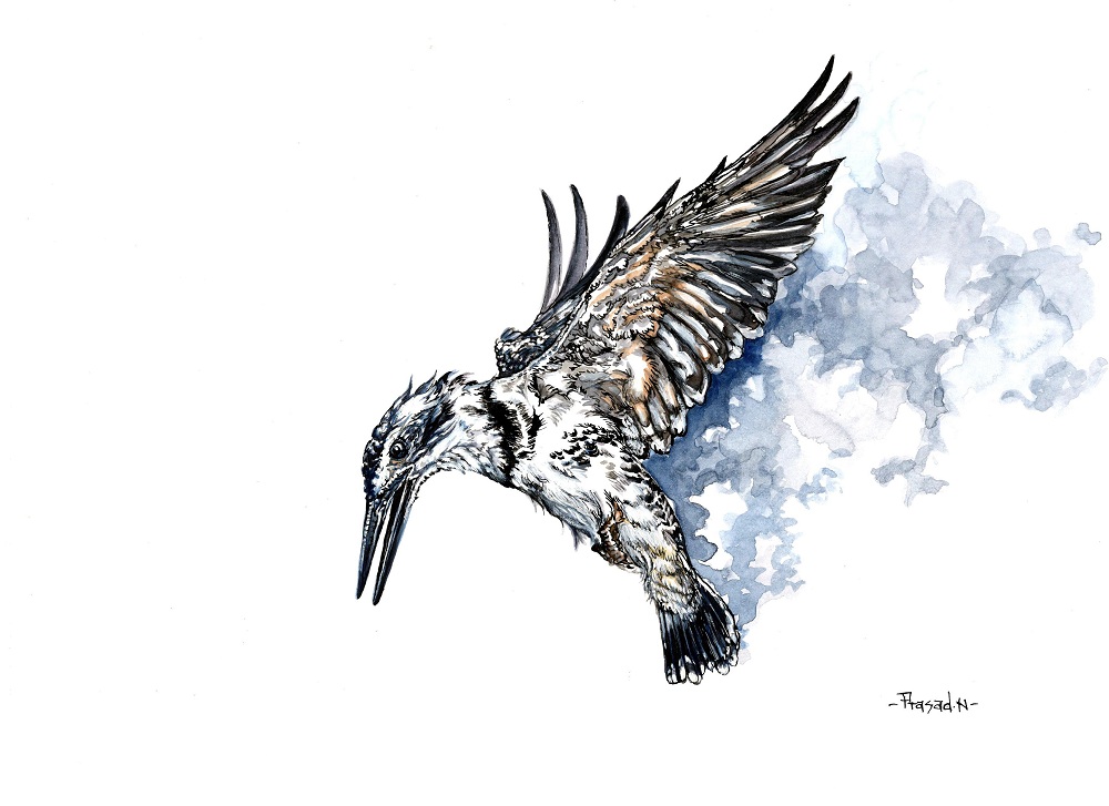 Pied Kingfisher, Hovering Bolt, Wildart talk with Prasad Natarajan - Wildlife Artist, Birds of Bangalore - Week 27