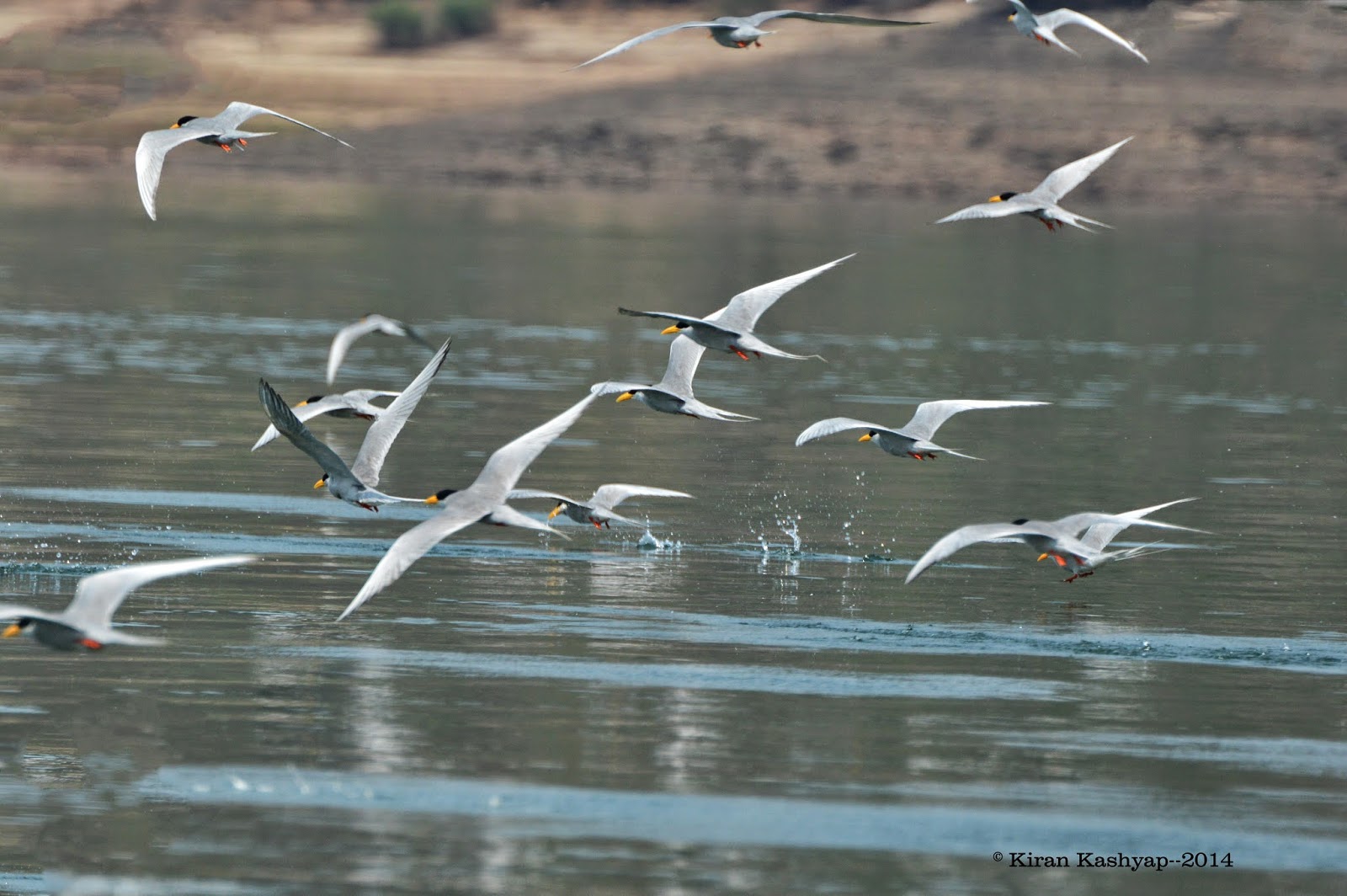 An attempt to catch a fish.!, River Tern Lodge, Bhadra