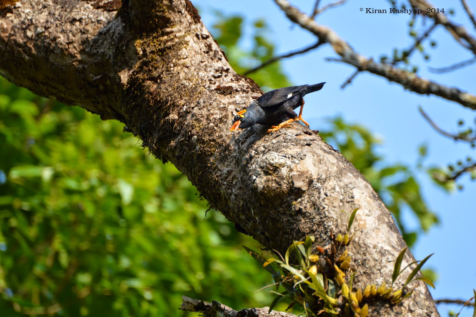 Hill Myna, River Tern Lodge, Bhadra