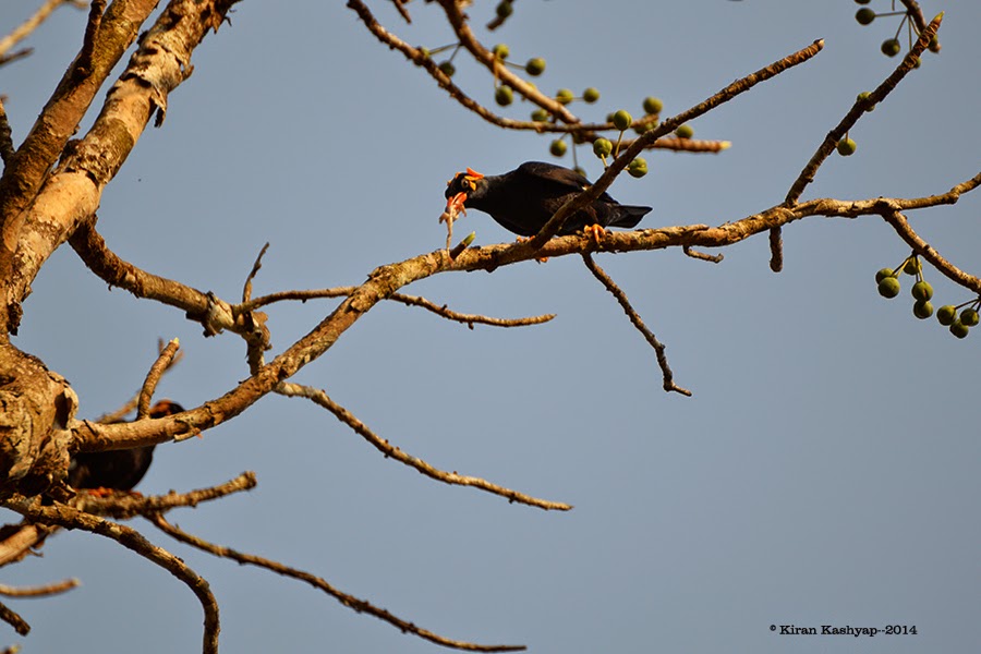 Hill Myna with a kill, River Tern Lodge, Bhadra