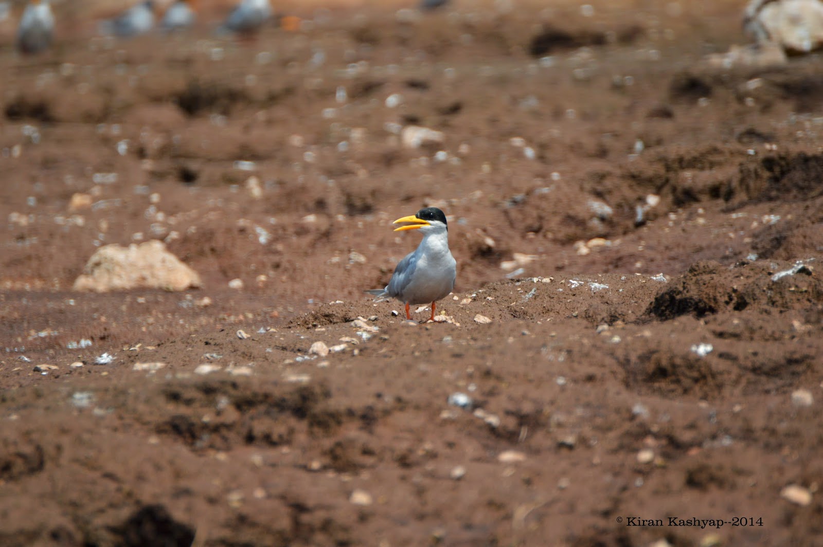 I gulped it., River Tern Lodge, Bhadra