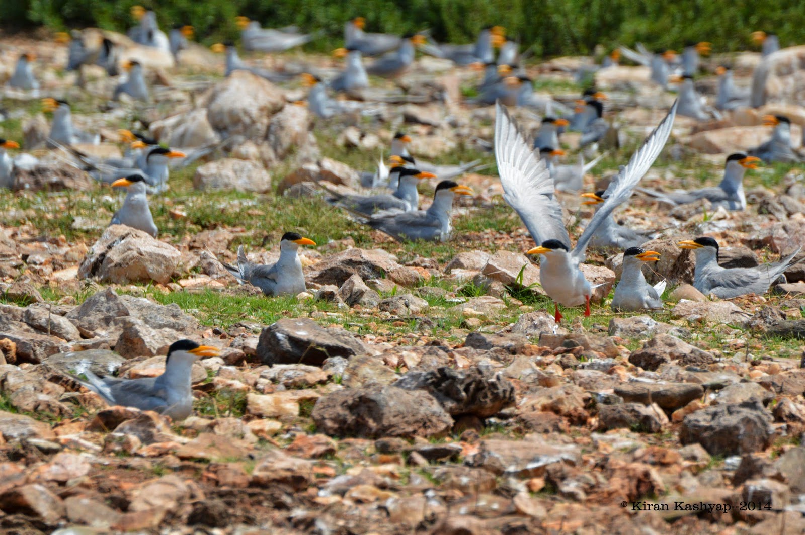 River Terns--orange beaks everywhere.!, River Tern Lodge, Bhadra