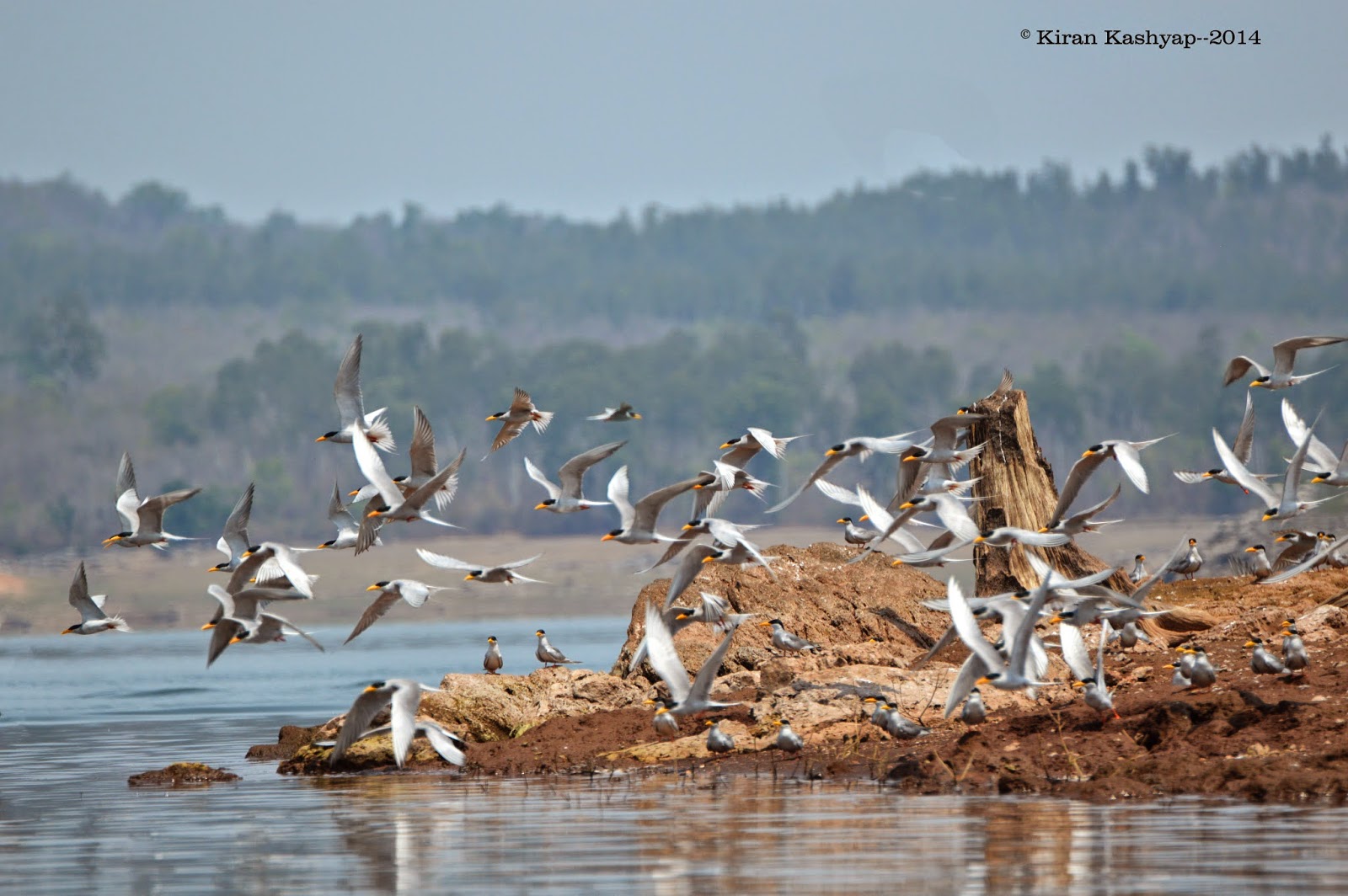 Time to Hunt., River Tern Lodge, Bhadra