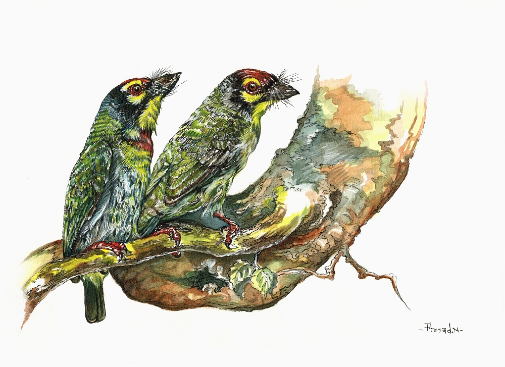 Coppersmith barbets, Cu-Smith's, Wildart talk with Prasad Natarajan - Wildlife Artist, Birds of Bangalore - Week 28