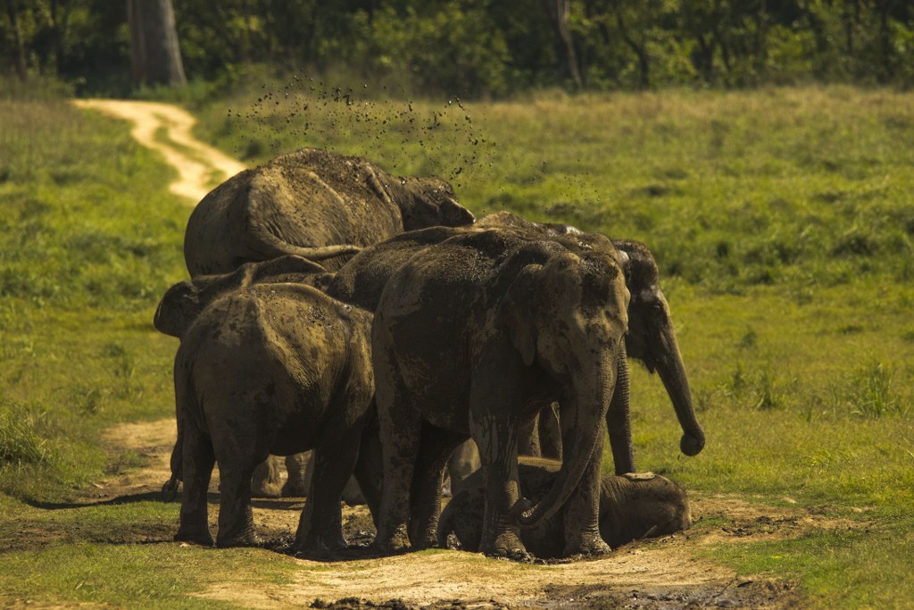 Corbett, Uttarakhand