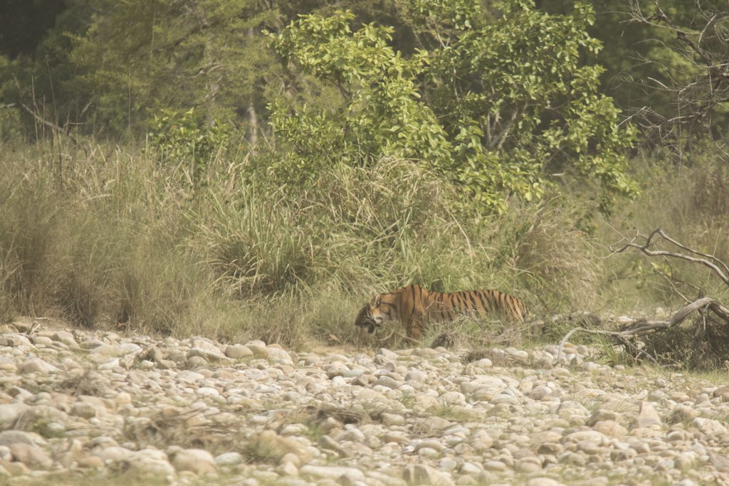 Corbett, Uttarakhand