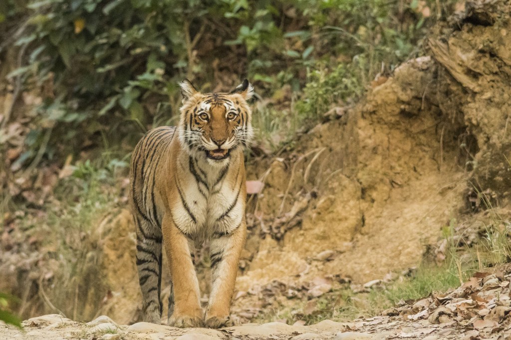 Corbett, Uttarakhand