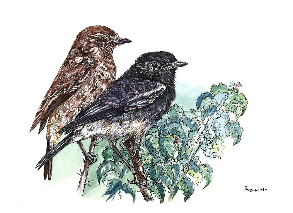 Insect Slayer!, Wildart talk with Prasad Natarajan - Wildlife Artist, Birds of Bangalore - Week 29