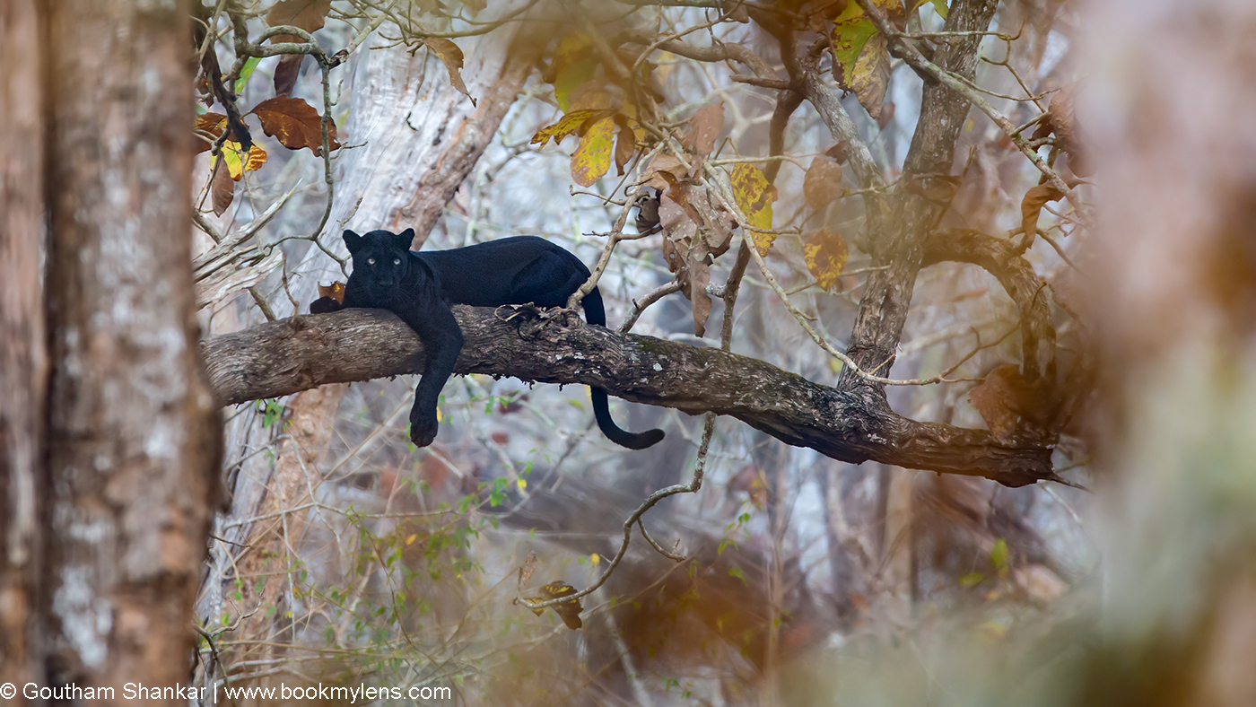 Bhageera from Kabini by Goutham Shankar, bookmylens.com