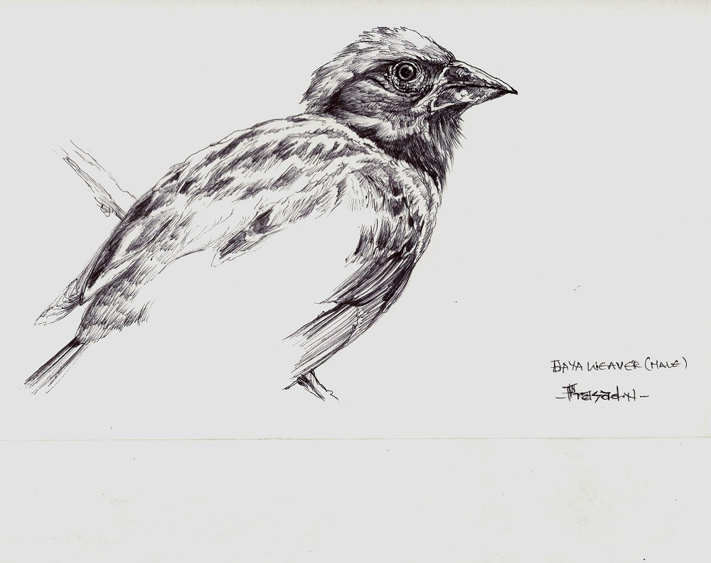 Baya weaver, Wildart talk with Prasad Natarajan - Wildlife Artist, Birds of Bangalore - Week 31