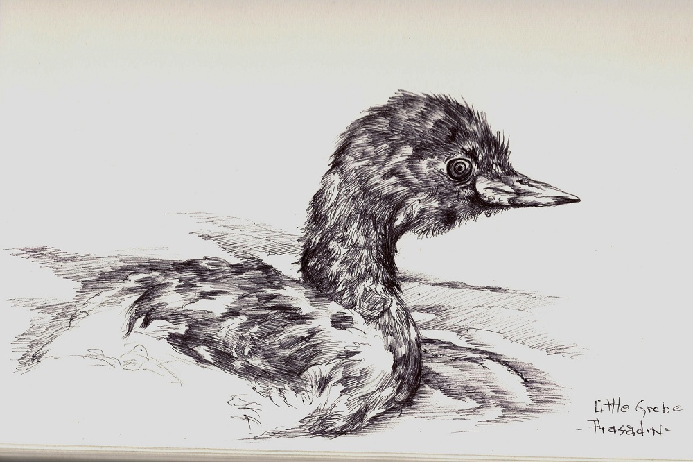 Little Grebe, Dabchick, Wildart talk with Prasad Natarajan - Wildlife Artist, Birds of Bangalore - Week 31