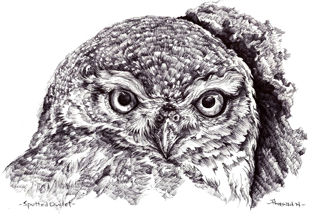 Midnight Watch, Spotted Owlet, Wildart talk with Prasad Natarajan - Wildlife Artist, Birds of Bangalore - Week 32