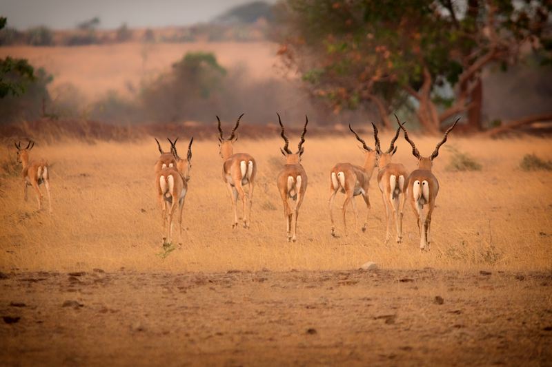 Blackbucks, Rollapadu, Andhra Pradesh