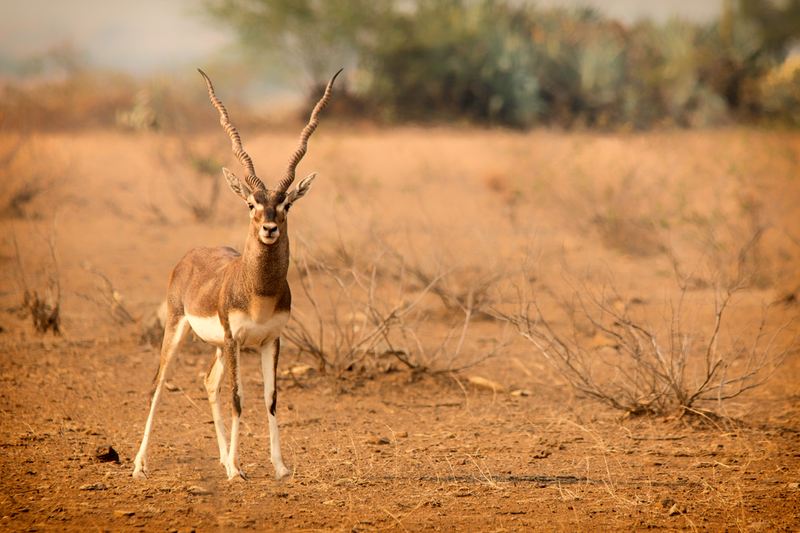 Blackbucks, Rollapadu, Andhra Pradesh