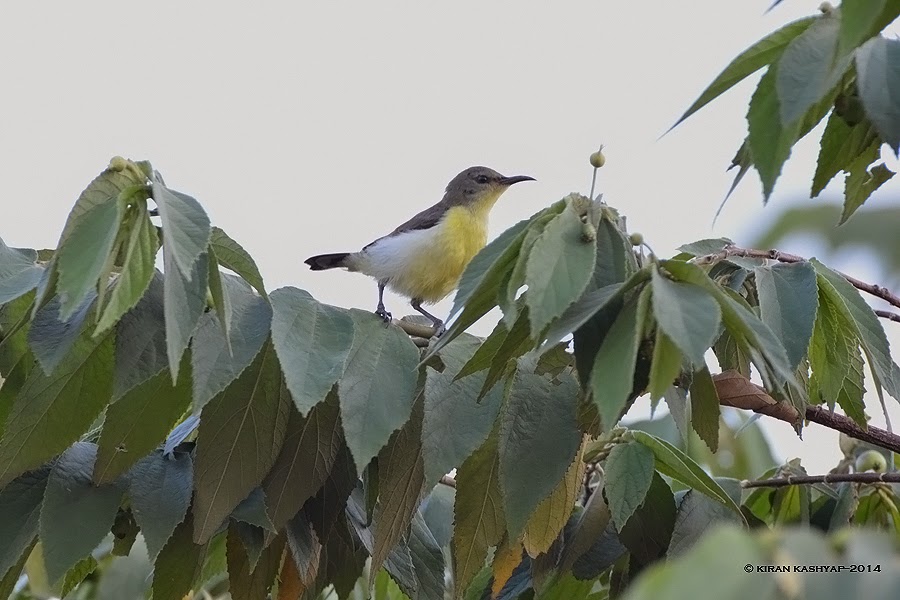 Purple Rumped Sunbird Female, Kaikondrahalli Lake, Bangalore