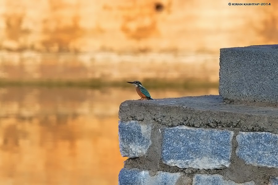 Small Blue Kingfisher, Kaikondrahalli Lake, Bangalore