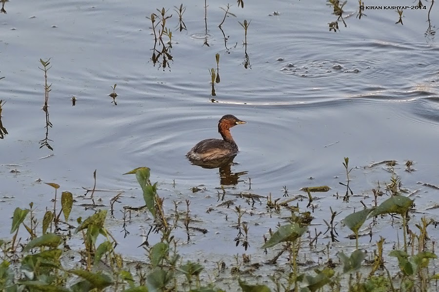 Little Grebe, Kaikondrahalli Lake, Bangalore