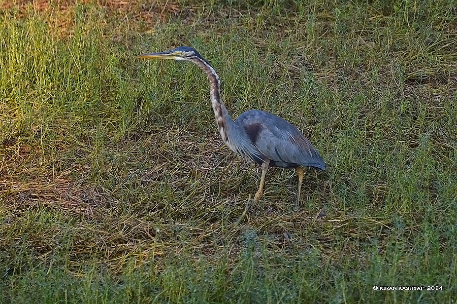 Purple Heron, Kaikondrahalli Lake, Bangalore