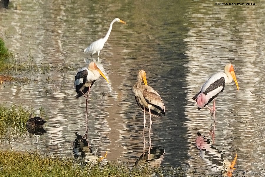 Painted Stork Family, Kaikondrahalli Lake, Bangalore