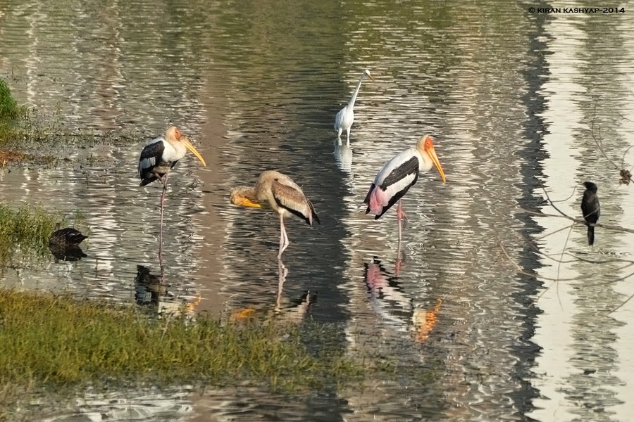 Juvenile Painted Stork., Kaikondrahalli Lake, Bangalore