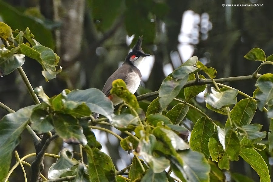 Red-whiskered bulbul, Kaikondrahalli Lake, Bangalore