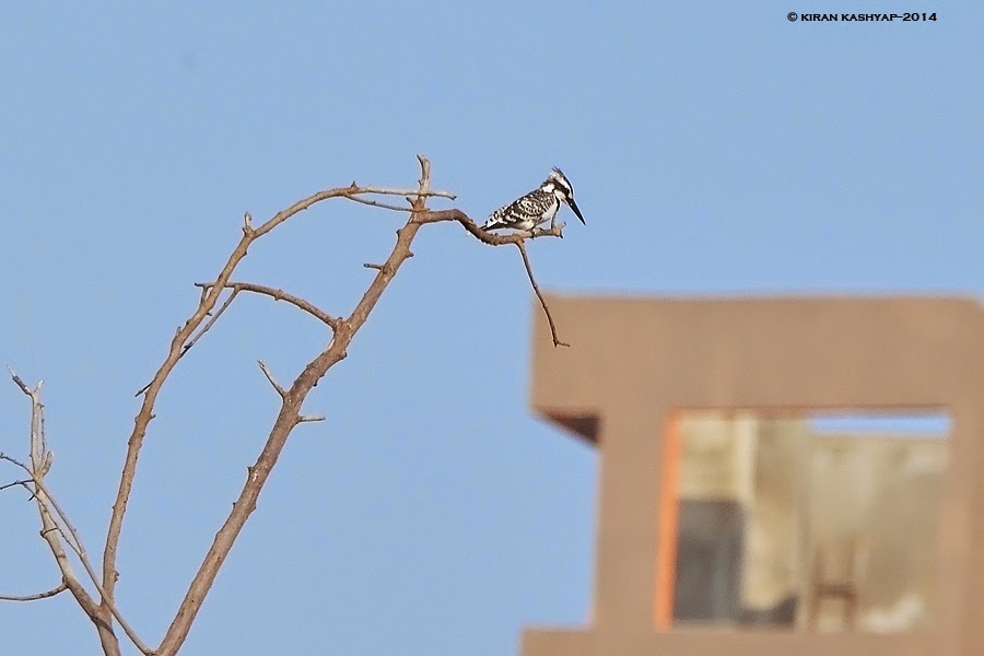 Pied Kingfisher with a crest, Kaikondrahalli Lake, Bangalore