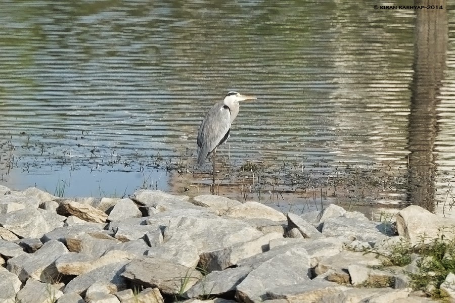 Grey Heron, Kaikondrahalli Lake, Bangalore