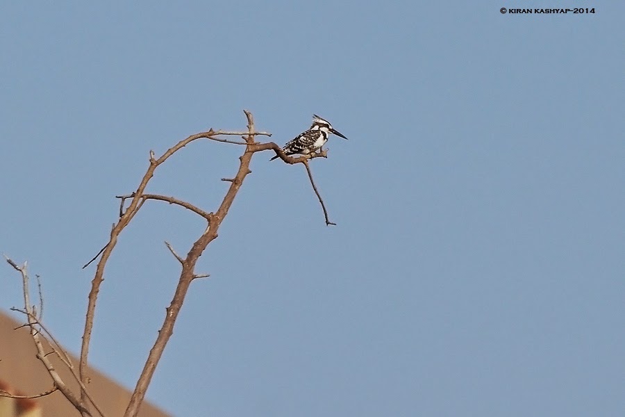 Pied Kingfisher with a crest, Kaikondrahalli Lake, Bangalore