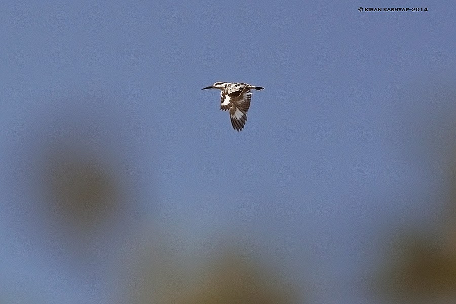 Pied Kingfisher with a crest, Kaikondrahalli Lake, Bangalore