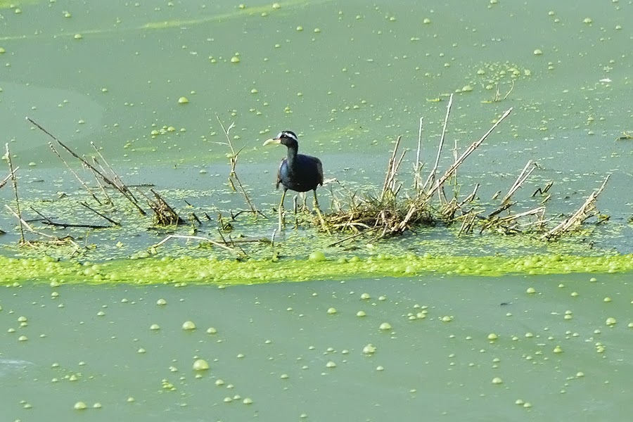 Bronze winged Jacana, Kaikondrahalli Lake, Bangalore