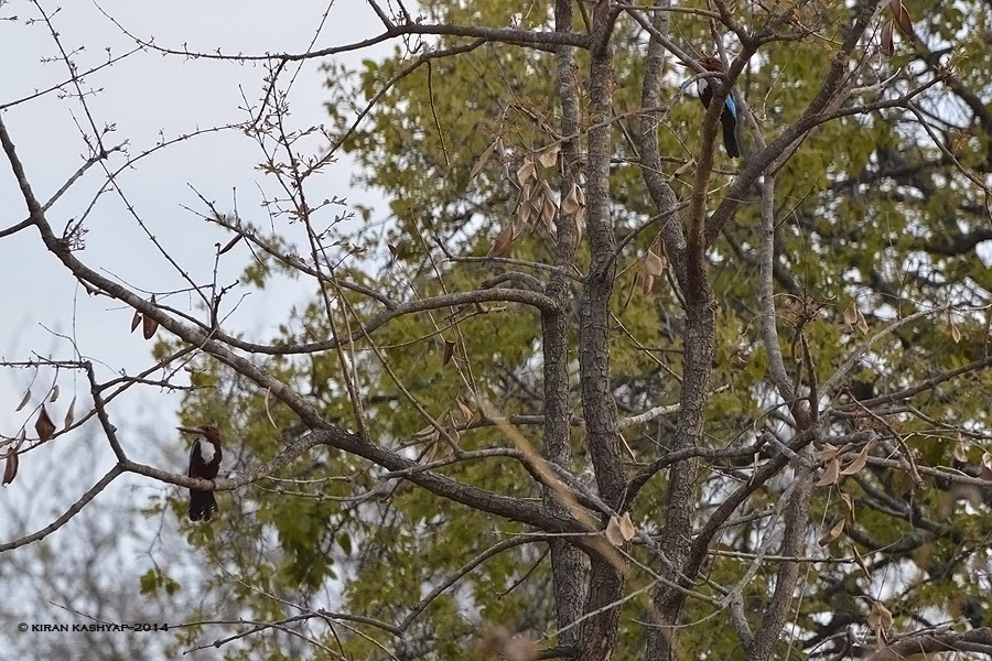 Pair of White Throated Kingfisher, Kaikondrahalli Lake, Bangalore