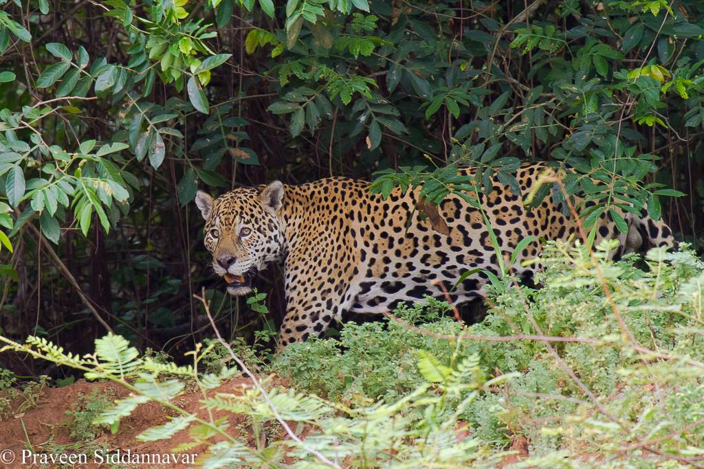 Jaguar captured in Pantanal, Brazil by Praveen Siddannavar