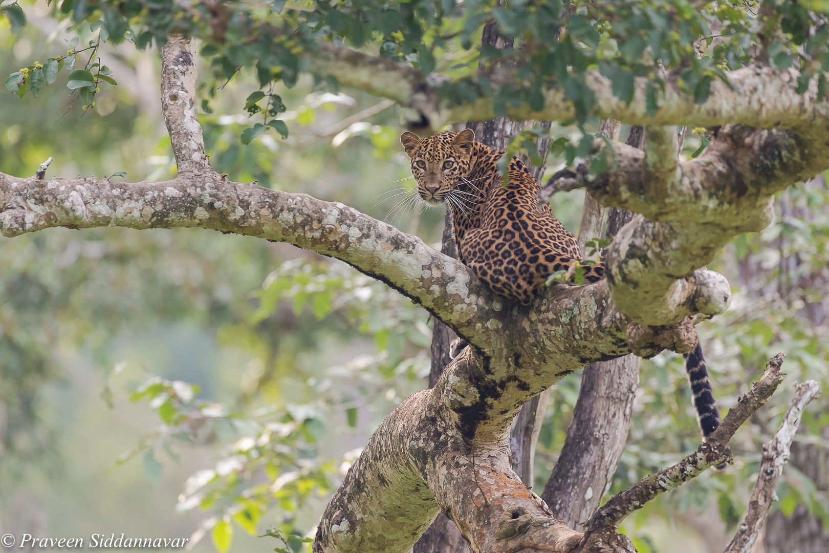 Leopard from Kabini, Karnataka captured by Praveen Siddannavar