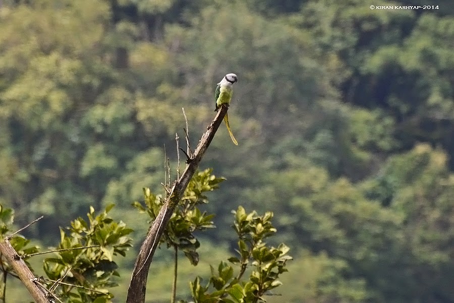 Malabar Parakeet, Mallali Falls, Kumara Parvatha