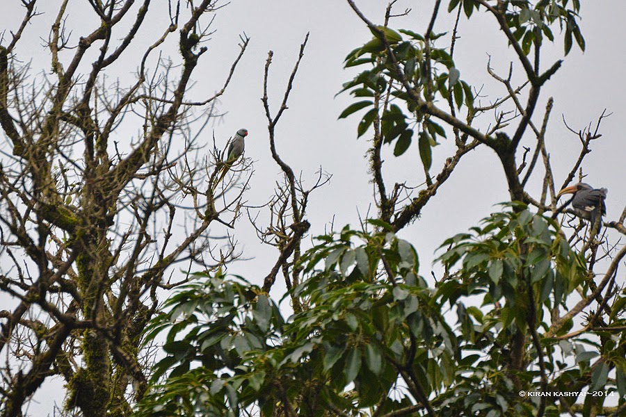 Malabar Parakeet and Malabar Grey Hornbill, Mallali Falls, Kumara Parvatha