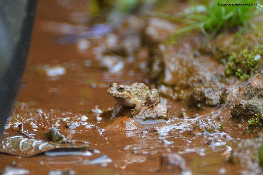 Gundia Indian Frog, Mallali Falls, Kumara Parvatha