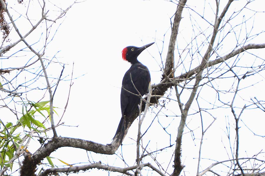 White bellied woodpecker, Agumbe by Kiran Kashyap