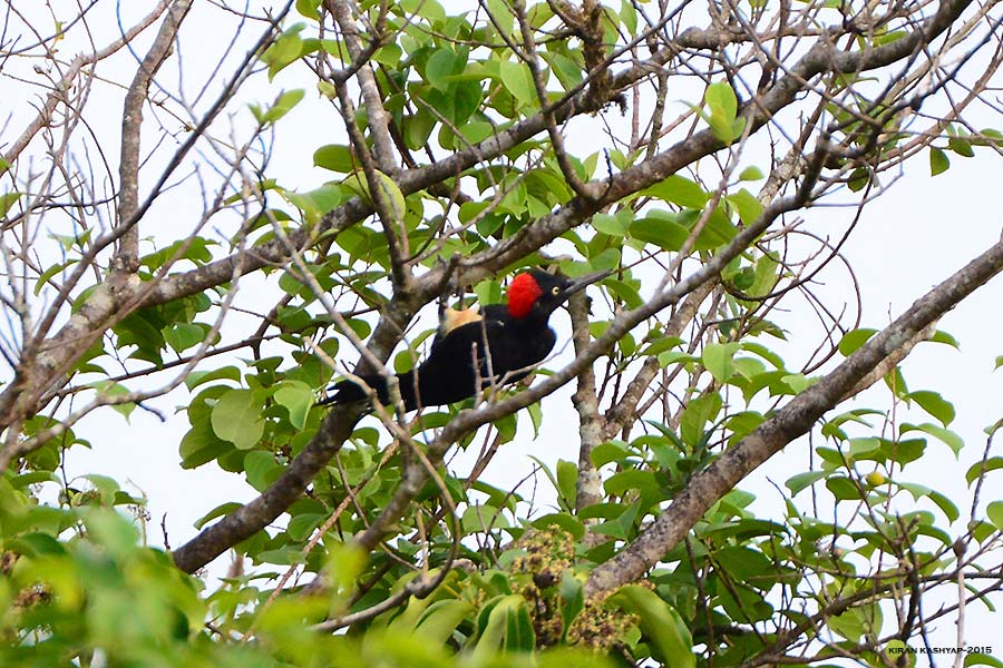 White bellied woodpecker, Agumbe by Kiran Kashyap