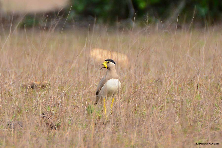 Yellow-wattled lapwing, Agumbe by Kiran Kashyap