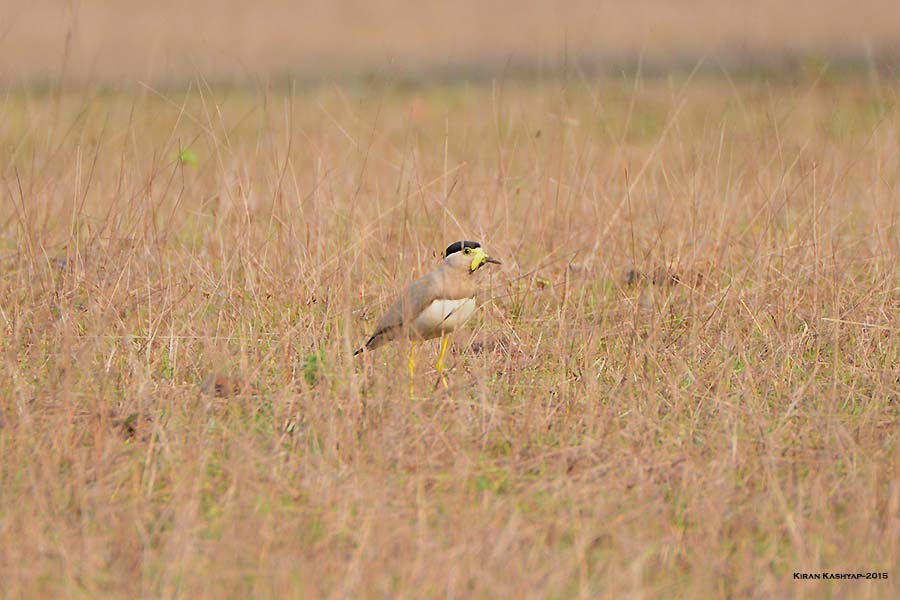 Yellow-wattled lapwing, Agumbe by Kiran Kashyap